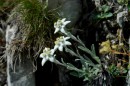 Edelweiss - Leontopodium alpinum * 1295 x 860 * (228KB)